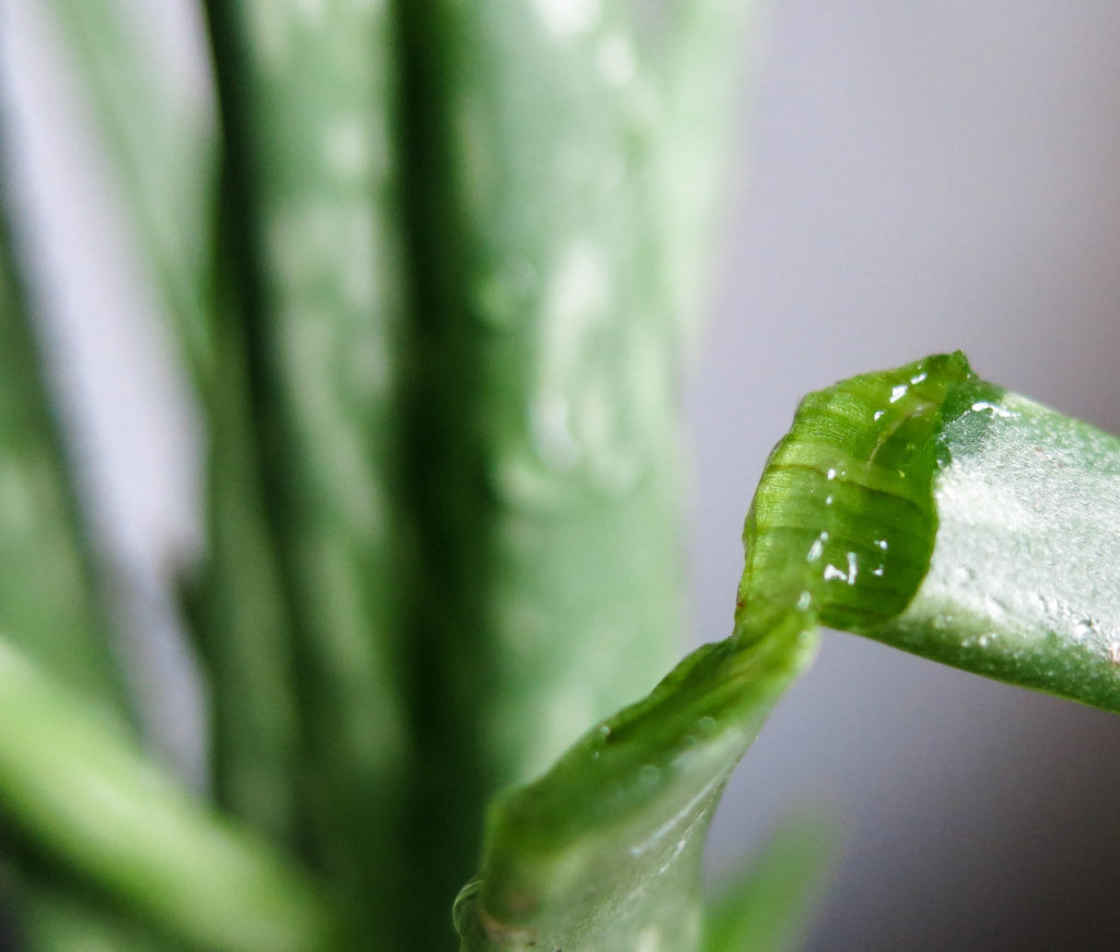 Mirakelväxten Aloe vera